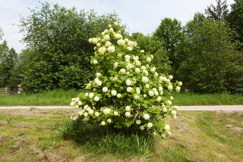 Shrub with clusters of white flowers