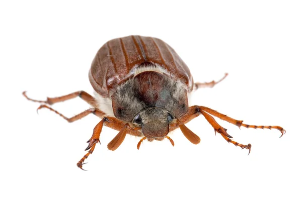 stock image Chafer crawls forward