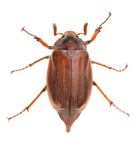 stock image Creeping chafer