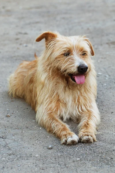 Shaggy cão de raça pura — Fotografia de Stock