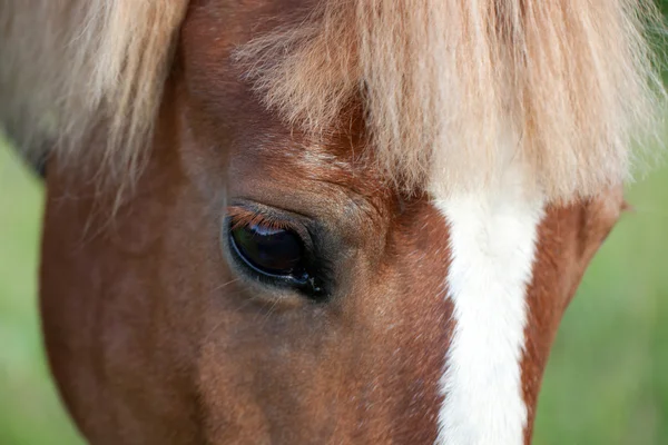 Primo piano dell'occhio di cavallo — Foto Stock