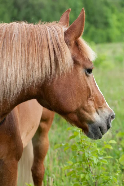 Rotes Pferd weidet auf einer grünen Wiese — Stockfoto