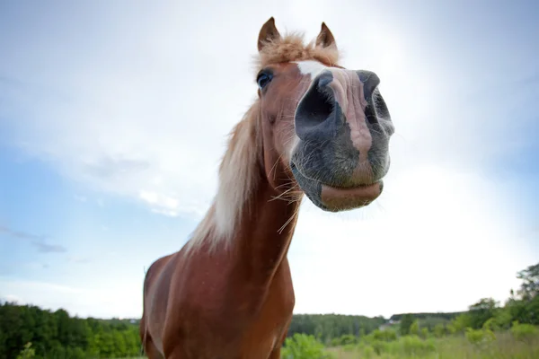 Neugieriges braunes Pferd — Stockfoto