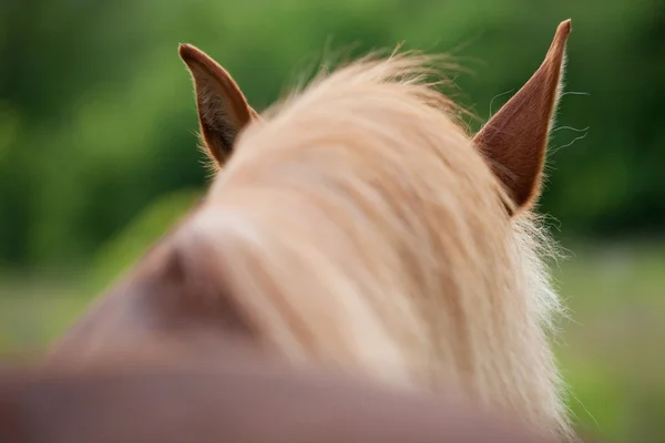 Ohren rotes Pferd — Stockfoto