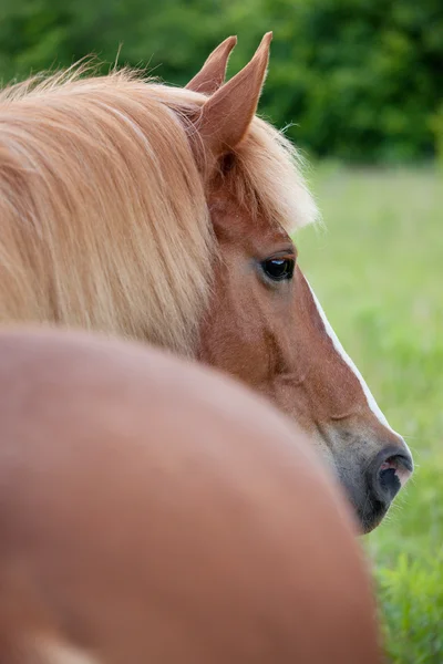 美丽的棕色马 — 图库照片
