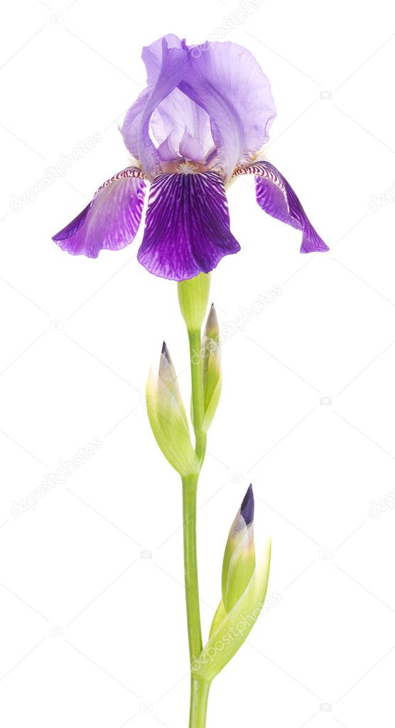 Iris flower on a slender stalk