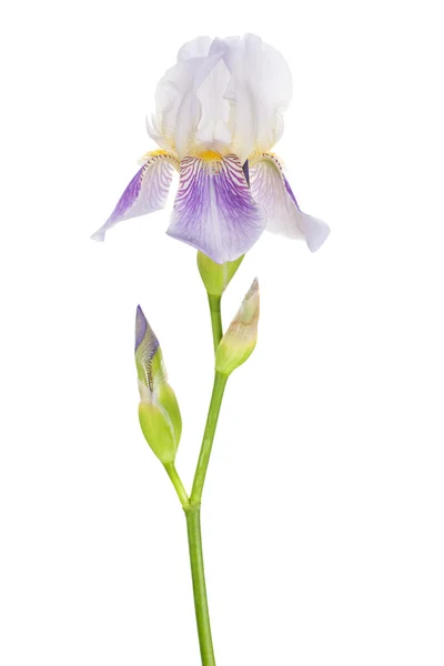 Iris viola con boccioli — Foto Stock