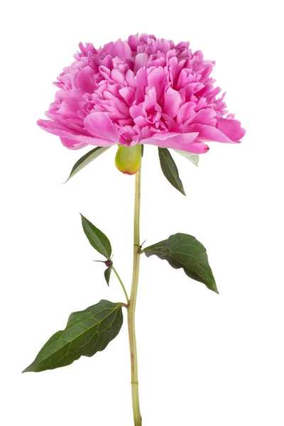 細い茎に大きいピンクの牡丹 — ストック写真