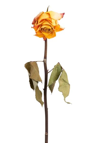 Rose jaune fanée — Photo