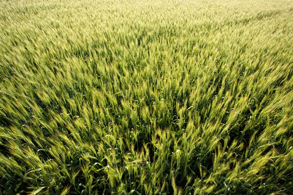 小麦の動きのスパイク — ストック写真
