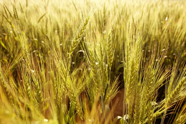 Іскри на сонці і вуха пшениці — стокове фото