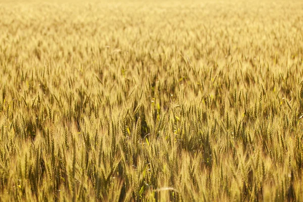 Campo de maíz en el verano —  Fotos de Stock