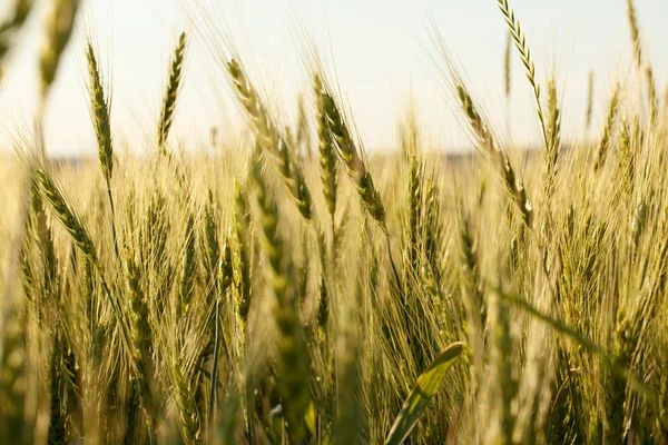 Шипи дозрівання пшениці — стокове фото