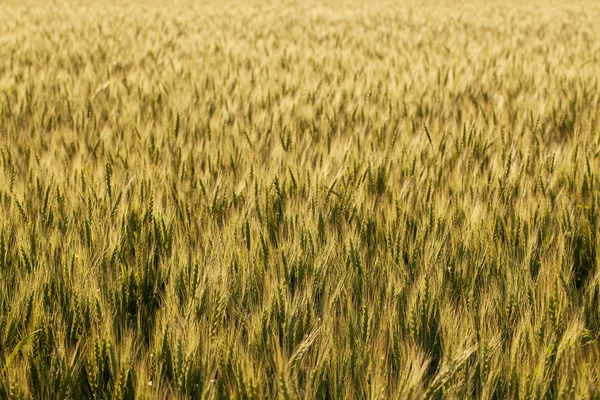 Zlaté uši pšenice — Stock fotografie