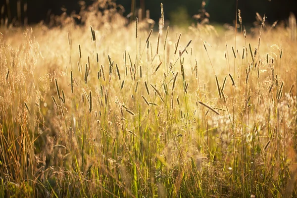 Högt gräs — Stockfoto