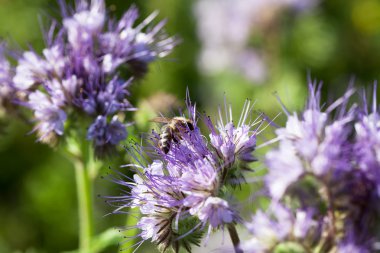 Bee sitting on a meadow flower clipart