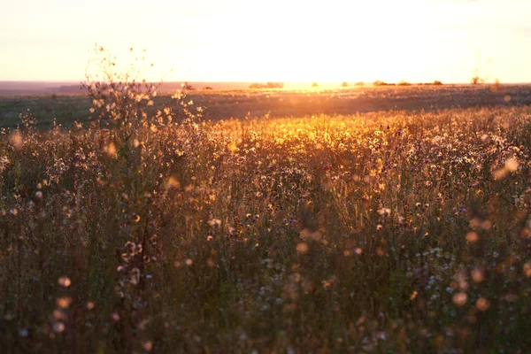 草原の花の広い分野 — ストック写真