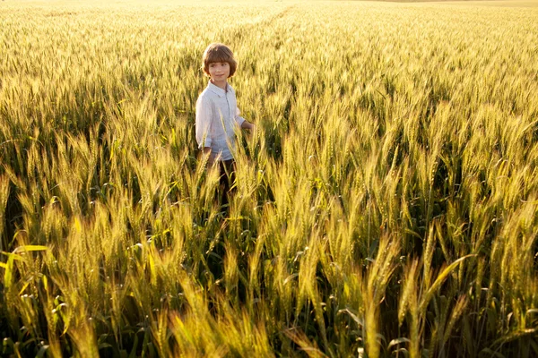 Хлопчик посеред пшеничних полів — стокове фото