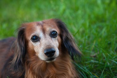 uzun saçlı dachshund