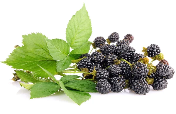 Blackberry berries on branch with green leaves — Stock Photo, Image