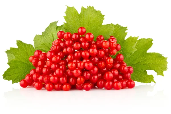 Red berry with green leaves — Stock Photo, Image