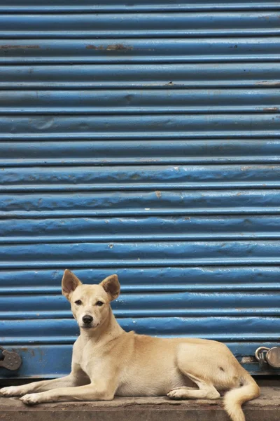 Köpek mavi perde karşı — Stok fotoğraf