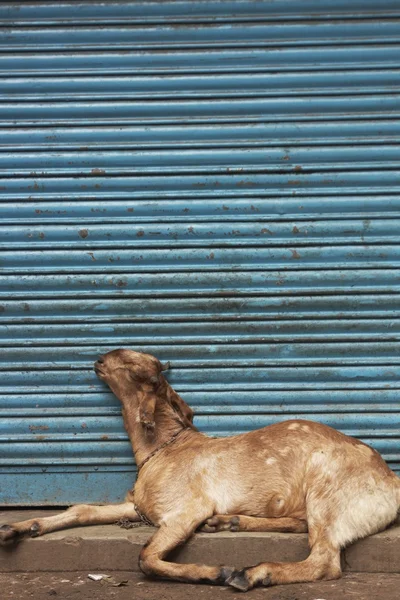 Cabra durmiendo contra obturador azul —  Fotos de Stock