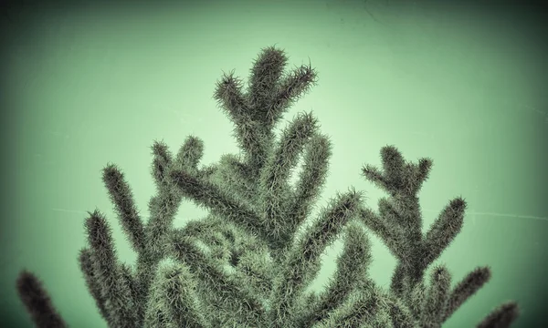 Pine branches — Stock Photo, Image