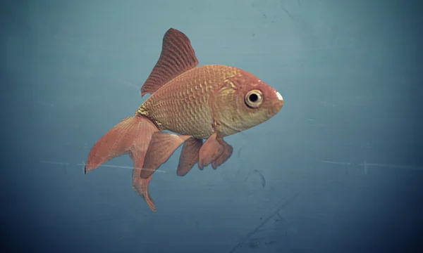 stock image Goldfish