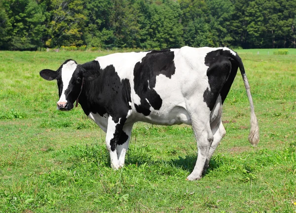 Vermont tejelő tehén — Stock Fotó