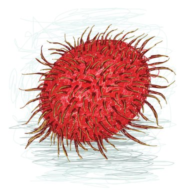 Fresh ripe rambutan fruit clipart