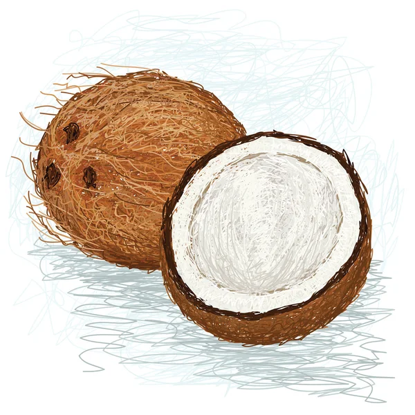 Kokosnötter. — Stock vektor