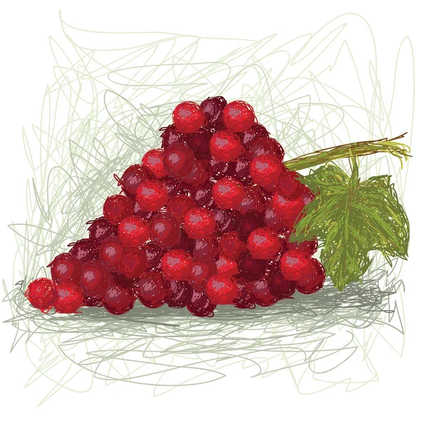 Frische Traubenfrüchte. — Stockvektor