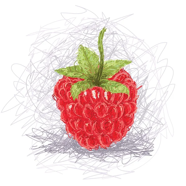 Fresh raspberry fruit — Stock Vector