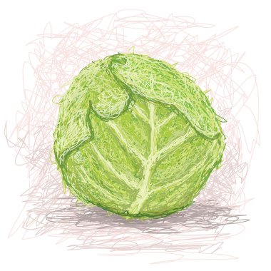 Fresh cabbage vegestable clipart