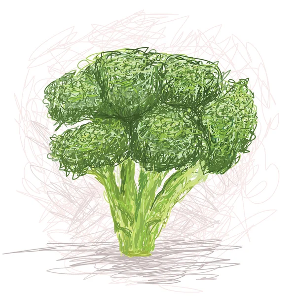 Taze brokoli sebzesi — Stok Vektör