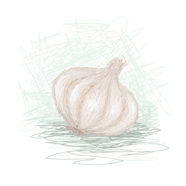 新鲜大蒜球茎 — 图库矢量图片