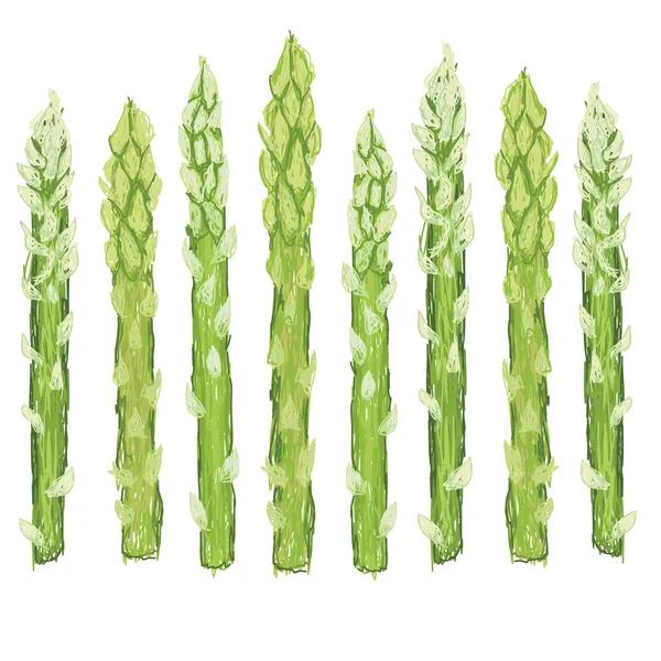Verse groene asperges plantaardige — Stockvector