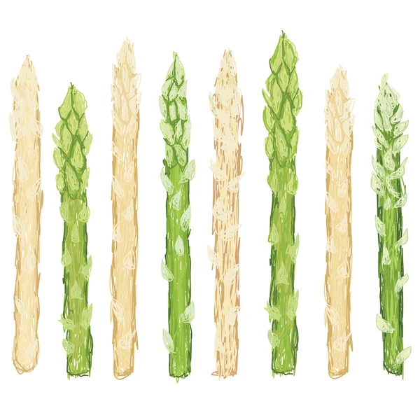 Verse groene en witte asperges rauwkost — Stockvector