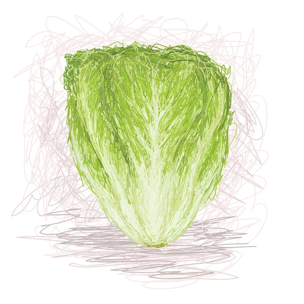 Ilustração de close-up de um vegetal de alface fresca . —  Vetores de Stock