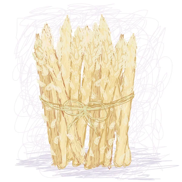 Bunch of rare white asparagus vegetable — Stock Vector