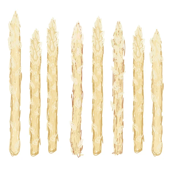 Fresh rare white asparagus vegetable — Stock Vector