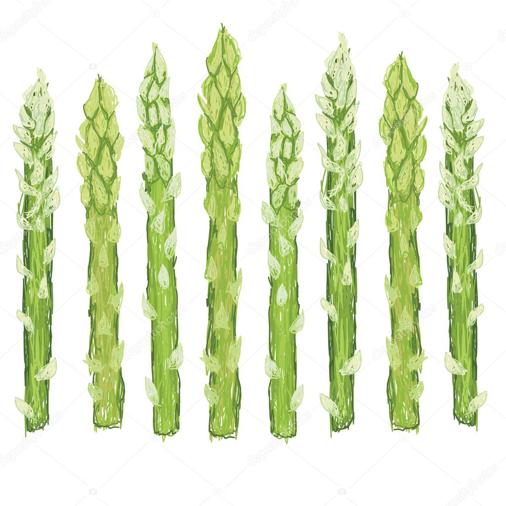 Fresh green asparagus vegetable
