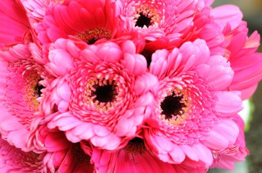 Pink Flowers Closeup clipart