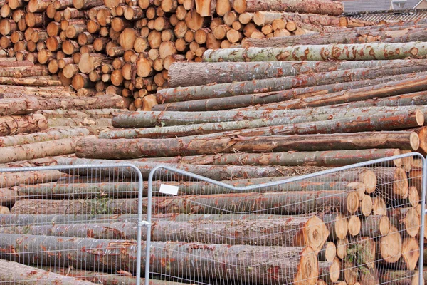 Log Yard 4 — Stock Photo, Image