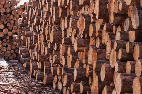 Log Yard 1 — Stock Photo, Image