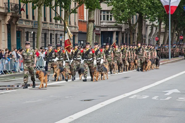 Cani in marcia — Foto Stock