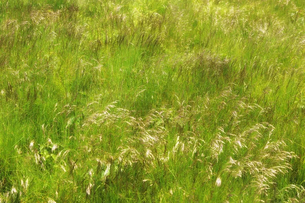 stock image Green Grass