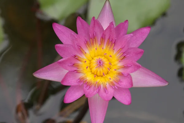 stock image Water lily