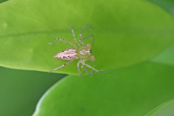 Павук на зеленому листі — стокове фото